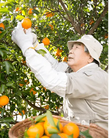 オレンジの木からみかんを収穫する作業員、白い手袋をはめて丁寧に果実を摘み取っている様子