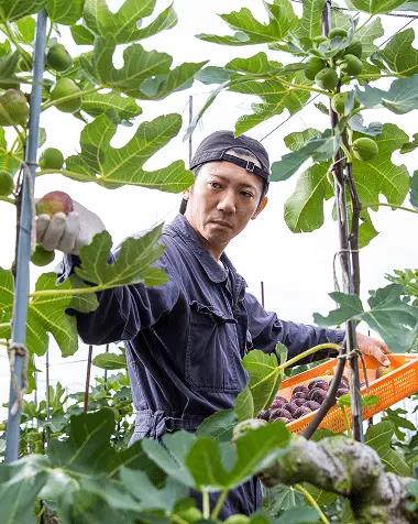 いちじく農園で収穫作業をする農業従事者、紺色の作業着を着用し緑豊かな植物に囲まれて作業中